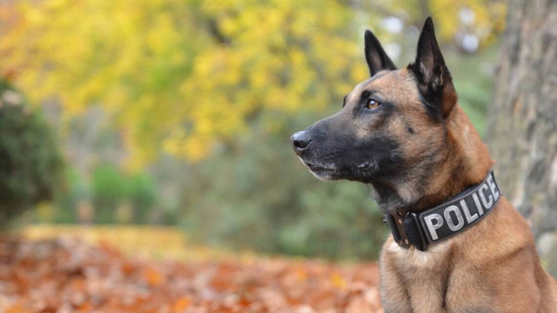 California Police Dog découvre 720 000 € de cocaïne cachée à un arrêt de la circulation